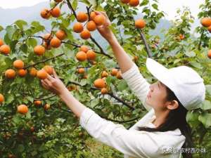 杏树的种植(种植杏树要什么条件？杏树对生长环境的要求)