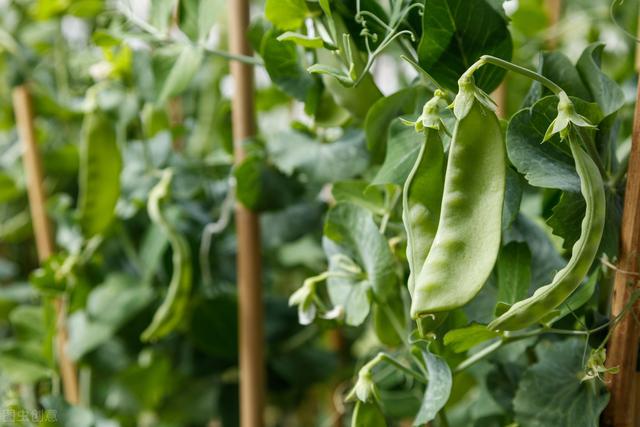 豌豆主要栽培技术，技术要点你知道多少？学会并不难
