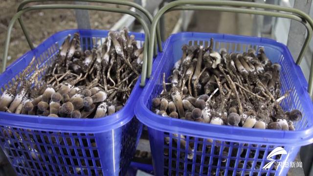 “黑黄金”丰收季！武城：首批黑皮鸡枞菌上市 亩效益超40万元