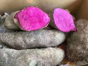 紫色淮山种植(紫山药育苗及种植技术 块茎切块繁殖系数升高至 25-40 倍)
