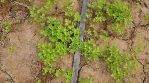 夏芹菜种植(芹菜高产种植，直接播种和育苗移栽有区别，哪种方法合适？)