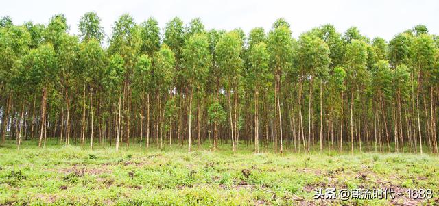 一年能长一米多至二米多高的桉树种植技术