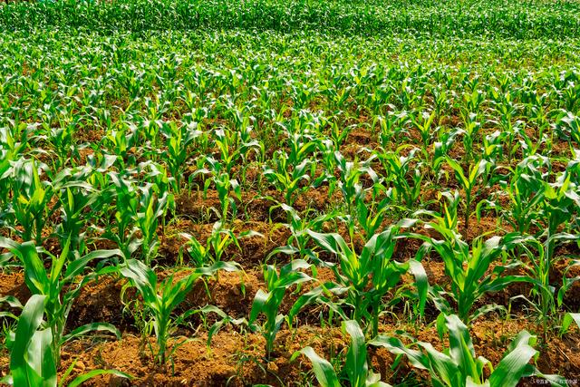 大田玉米的种植与管理