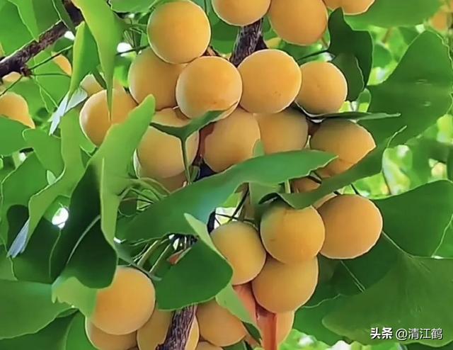 可结果500年，果子象杏子叶片似鸭掌的银杏树，如何高效实生育苗