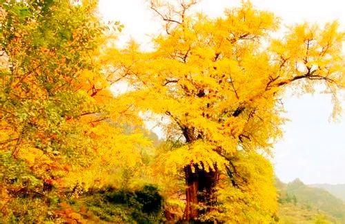 绵绵金黄无绝期重庆这9大银杏观赏地，惊艳一秋季