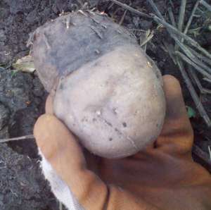 磨芋的种植(魔芋是怎么如何栽培的，)