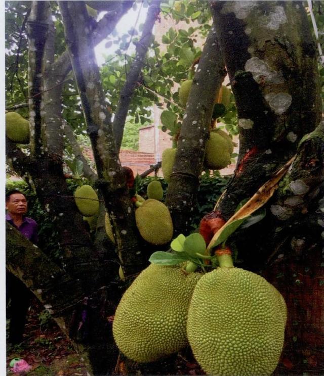单季菠萝蜜简易栽培技术