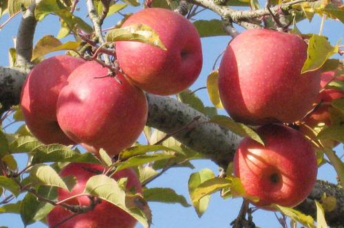 很全面的苹果双矮化种植方案，建议收藏