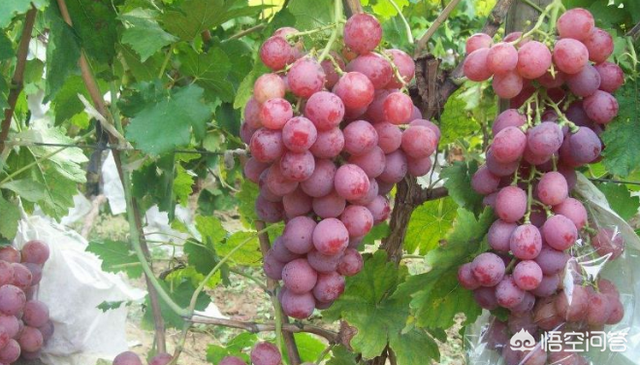 庭院葡萄怎么种植？这里有答案！