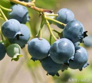 泰安蓝莓种植基地(蓝莓种植管理技术)