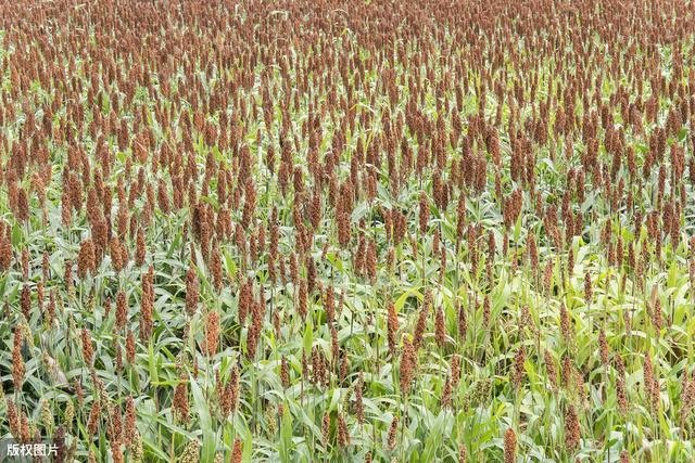 高粱栽培技术，做好田间管理与病虫害防治很重要，有助丰产丰收
