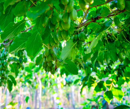 小浆果大产业，丹东“莓好佳园”把野生软枣猕猴桃做成生态果园