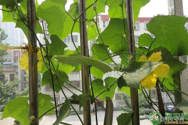 丝瓜都在菜地里种？你学会了这几招，在阳台就能种出绿色丝瓜