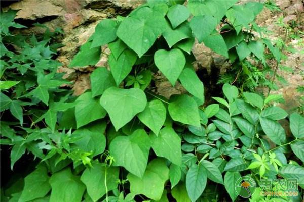 山豆根的种植技术及病虫害防治
