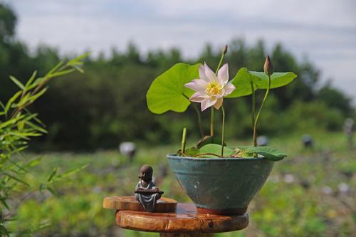 精致小莲花，一个茶碗就能种出来，养在阳台上，喝茶赏花两不误