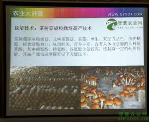 新型茶树菇种植技术(智慧农业：茶树菇袋料栽培高产技术)
