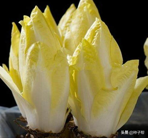 菊苣种植第二年就死苗？怎么种能长10年以上，高产栽培技术介绍