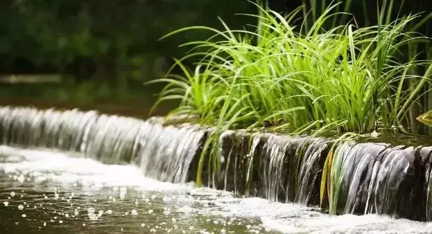 如何在别墅花园水景设计中选择水生植物？