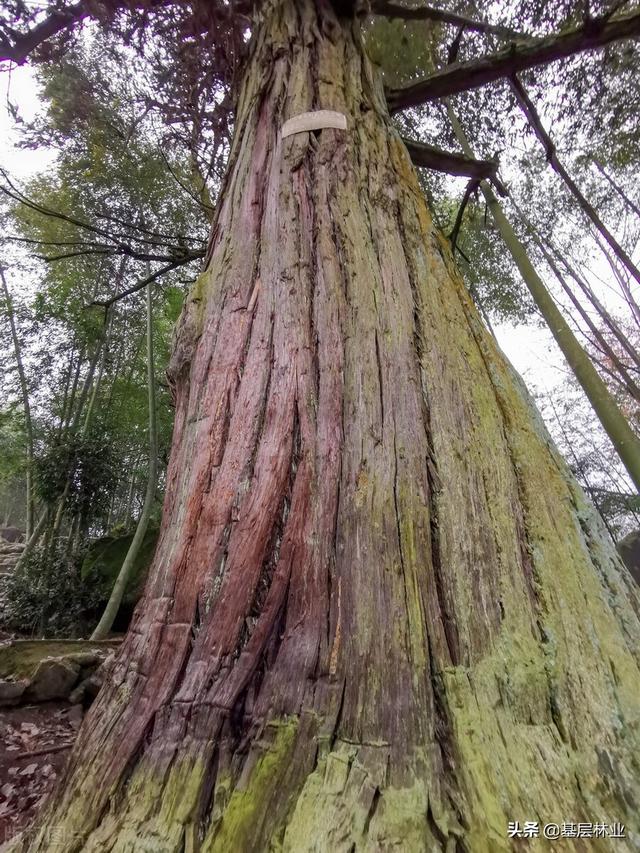 如何把杉木种成万元一棵