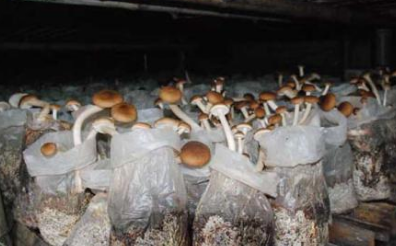 智慧农业：茶树菇袋料栽培高产技术