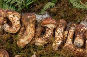 种植虎掌菌(夏天到了，16种云南野生蘑菇辨别图片，带你认识不同的蘑菇和吃法)