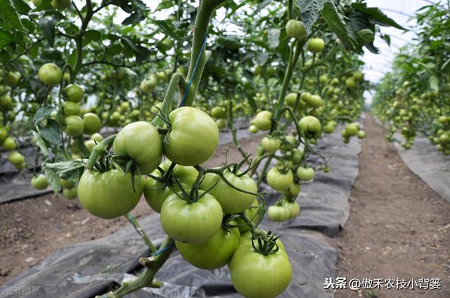 种植番茄这样整枝打杈去管理，长势壮、结果多、个头大、产量高
