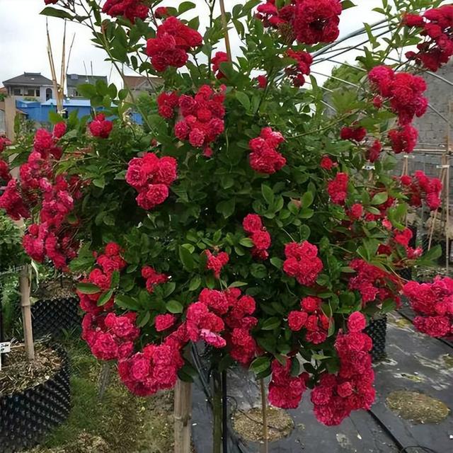 阳台虽小，但是也很漂亮！种上两棵红木香，香气浓、花开艳丽