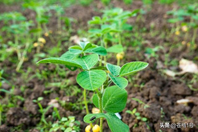 秋天来了，黄豆种植怎么种植比较好？需要注意哪些问题呢？