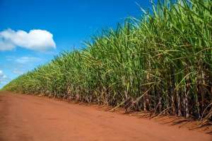 广西种植补贴(广西来宾，农村种植50亩糖甘蔗，一年能赚多少钱，来算一笔账)