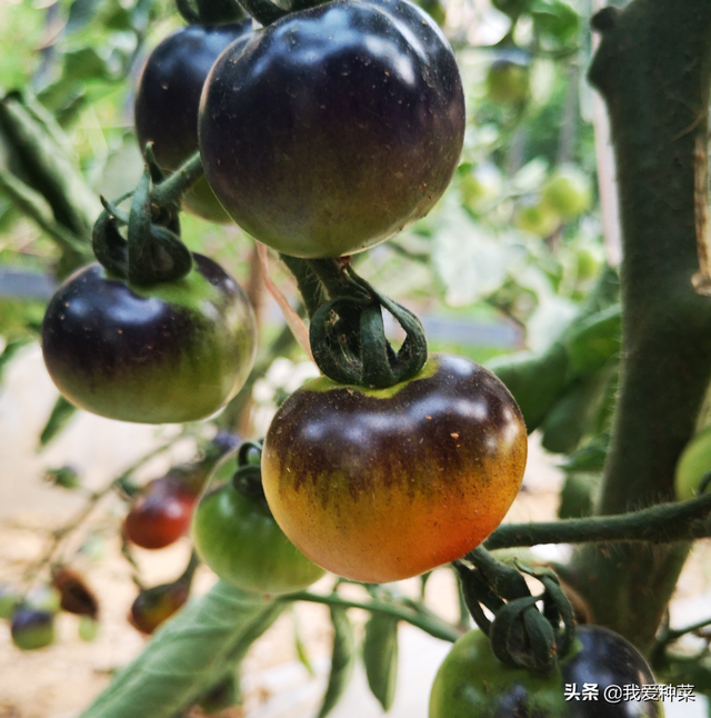 番茄中的新贵，黑宝石番茄，种在园中收获宝藏