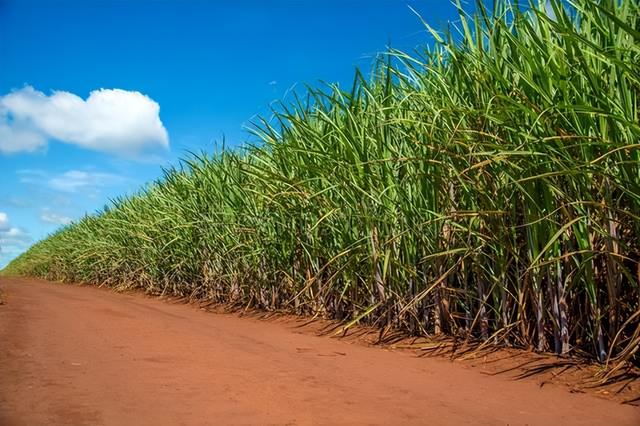广西来宾，农村种植50亩糖甘蔗，一年能赚多少钱，来算一笔账