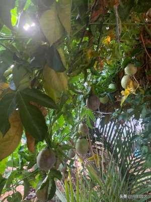 猕猴桃几月份种植最好(百香果，猕猴桃适合南方种植，院子种一棵，能结超多果子)