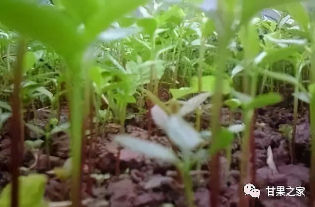 花椒种子的采集与育苗技术