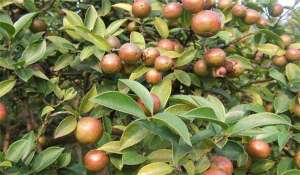 桐油树种植(油茶树种
