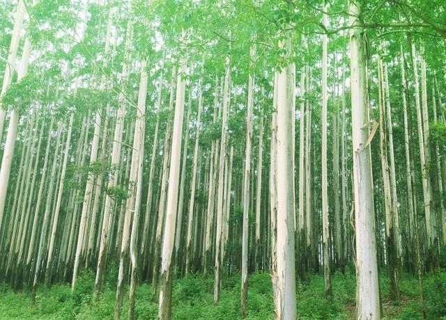 有“断子绝孙树”之称的桉树，被多国禁种，为啥广西却大量种植？
