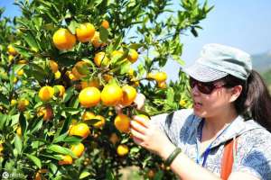 现代化柑橘种植(柑橘生产存在的问题及优质柑橘高产栽培技术)