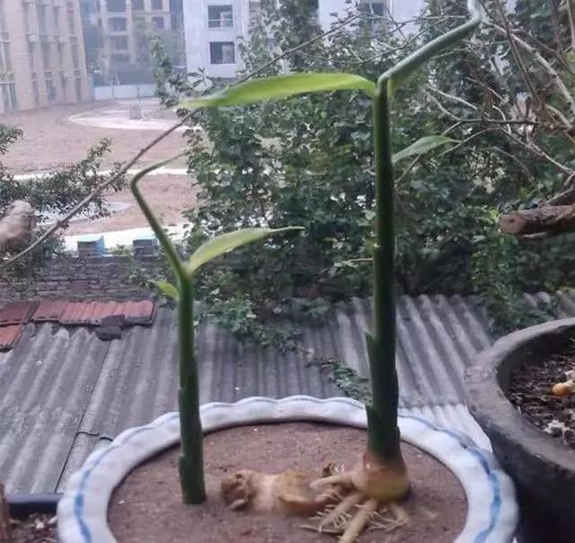 阳台种生姜，掰个小姜芽，长成富贵竹，挖出8斤姜，常吃驱寒气