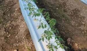 小蕃茄可以多年种植吗(番茄无土栽培有哪些优势？适合新手种植吗？农户要知道)