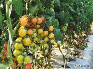 草莓番茄怎么种植(草莓番茄火了？什么是草莓番茄，为什么那么贵，自己能种吗？)
