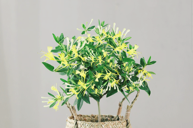 盆栽一棵金银花开花20年，掌握6个养护秘诀，新手小白也能养活