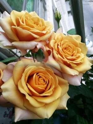 室内玫瑰花种植(此款盆栽玫瑰花，花朵超漂亮，全年都开花，养护容易，很值得拥有)