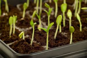 菜豌豆种植技术(蔬菜那么贵，不如种芽苗菜，芽苗菜(豌豆苗)种植方法)
