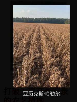 美国种植报告(美国种植业重磅消息，一农场2023年创大豆世界新纪录，亩产1852斤)