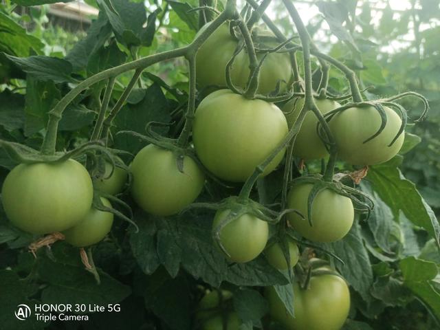 西红柿的种植方法和管理