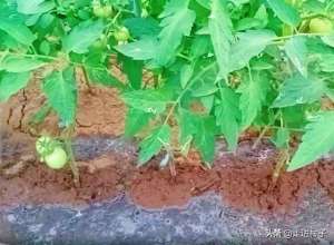 秋蕃茄种植技术(露地种植番茄，一摘二喷三防，三个工作做好了，番茄生长快病害少)