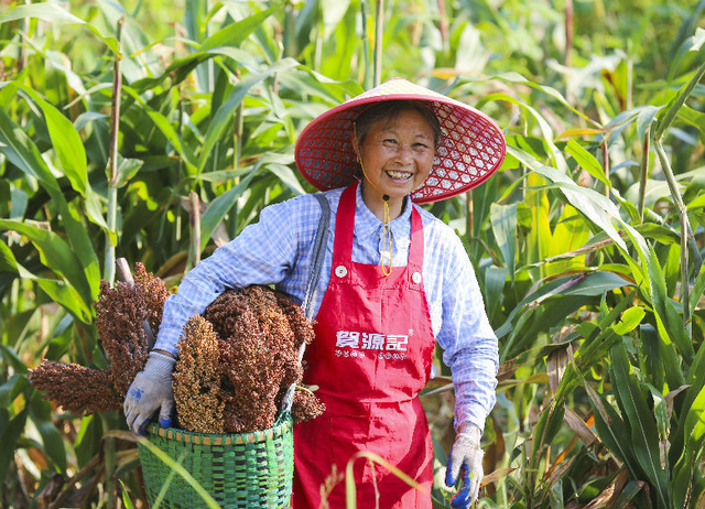 中国农民都不种的高粱，美国为何还要大量种植？他们有啥用？