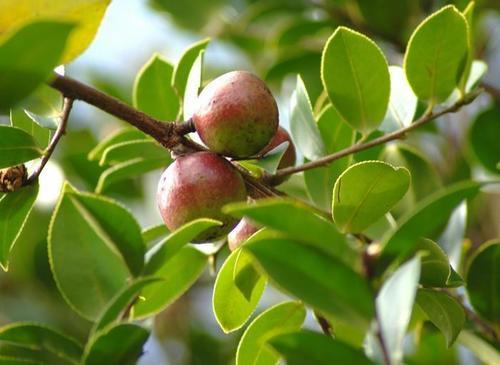 “花果同枝”的油茶树，栽培的方法是什么，你了解吗？