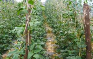 豆角种植产量(黄瓜、豆角该种了，掌握好种植技巧，结得多，产量高)