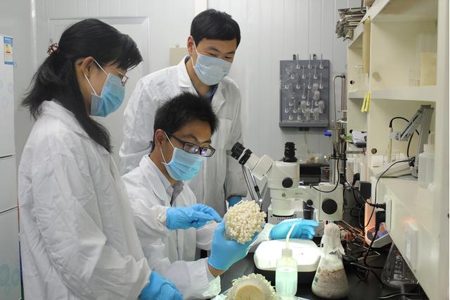 河北省做大做强食用菌产业 聚力打造“冀”菇品牌