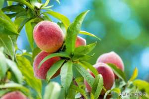 如何种植桃树苗(桃树栽植的方式、密度、定植时期与定植方法)